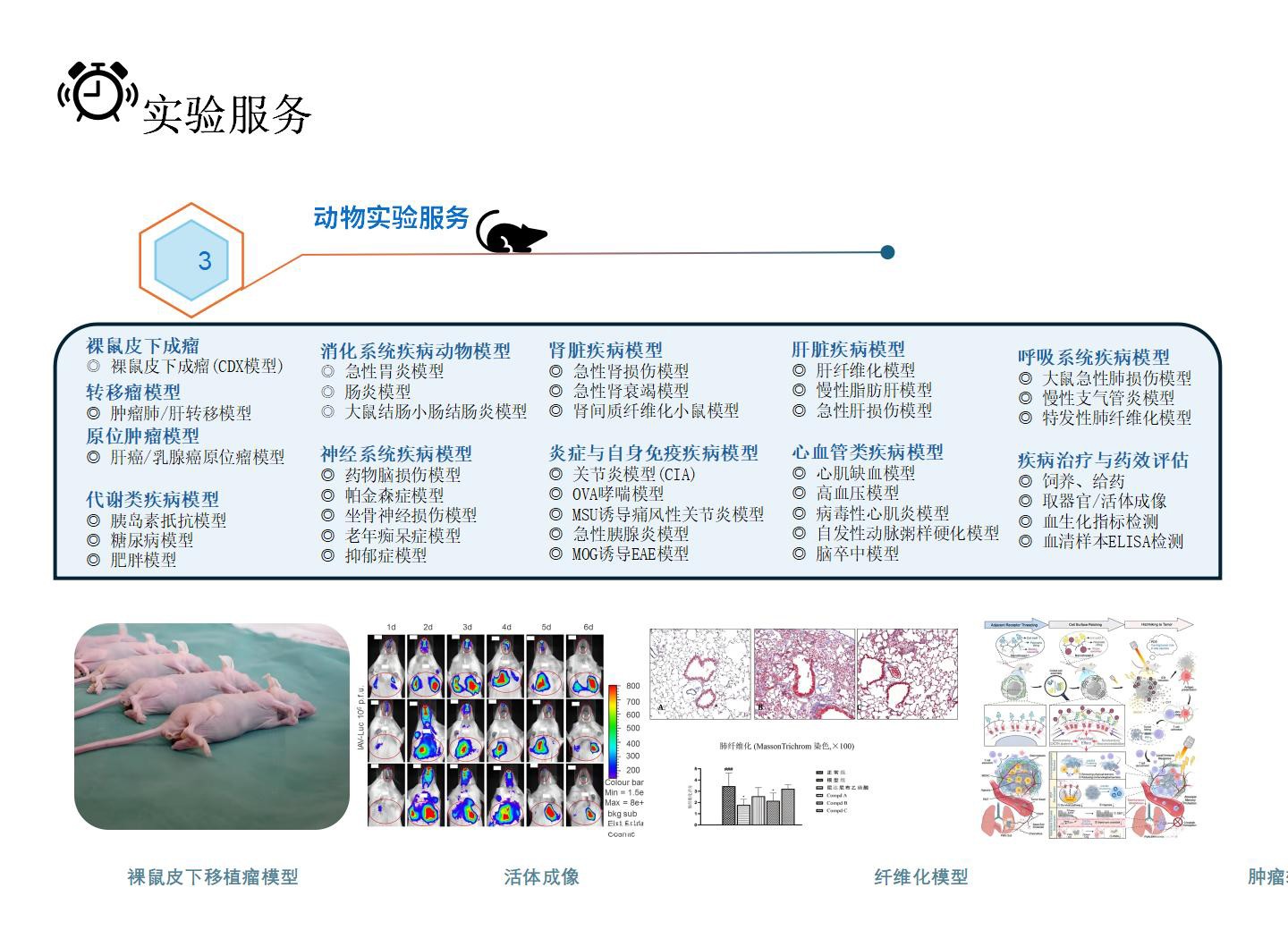 动物模型_01.jpg